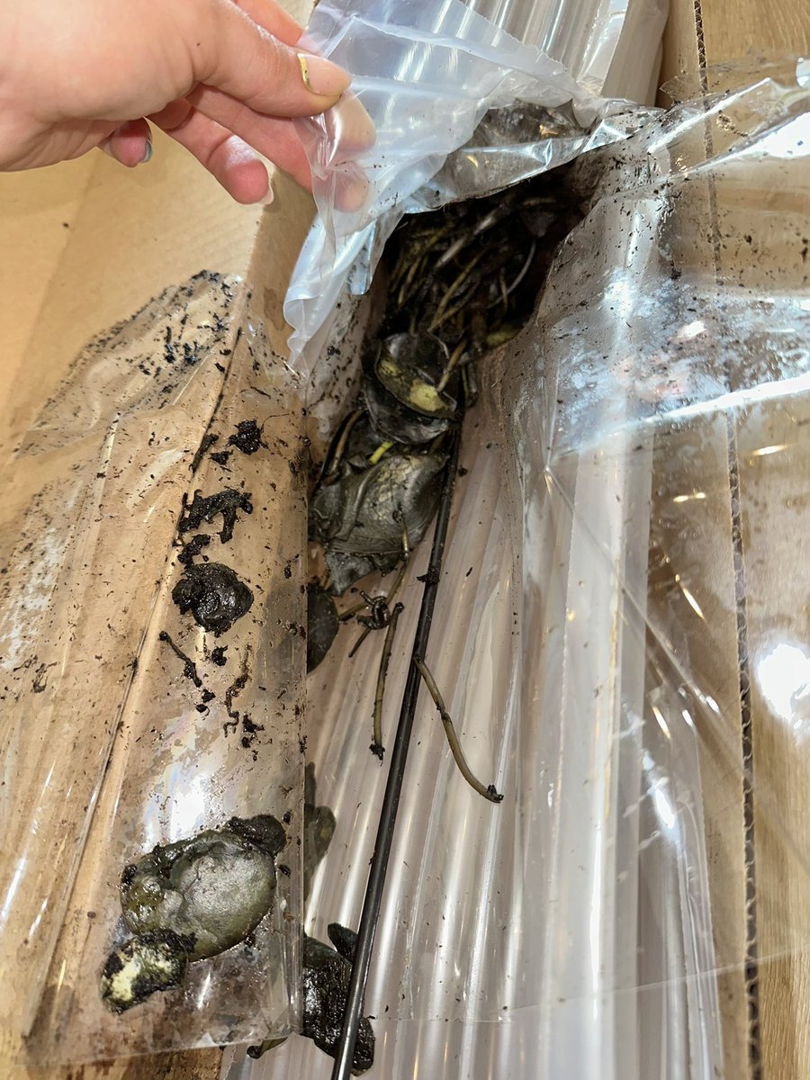 I save Twitter for when companies like <a href="/TheSill/">The Sill</a> don’t respond to my emails about the rotten plants they sent me 🥲