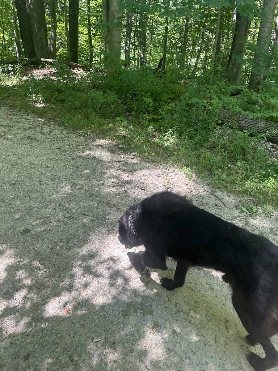 Buster072723's tweet photo. Good day for a walk in the park🐾🐕‍🦺 https://t.co/eXl14KfSUt