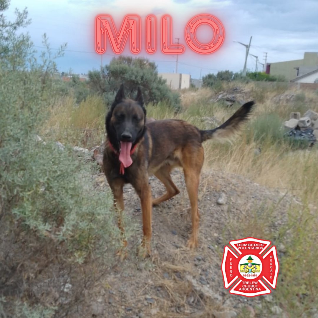 bomberosvtw's tweet photo. Esta madrugada apareció Duke en el puesto de control de Gendarmería Nacional acceso norte. Solo queda encontrar a Milo. Es un can muy sociable. Cualquier novedad llamar al 100. @barciaml @MaruOrtizTw @RadioChubut @radio3trelew @aleseputrelew @JornadaWeb @ElChubut https://t.co/T63r7oX1Ws