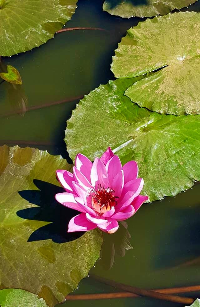 One birth has been given to you, By your parents.
The other birth is waiting. 
It has to be given by yourself. 

Osho