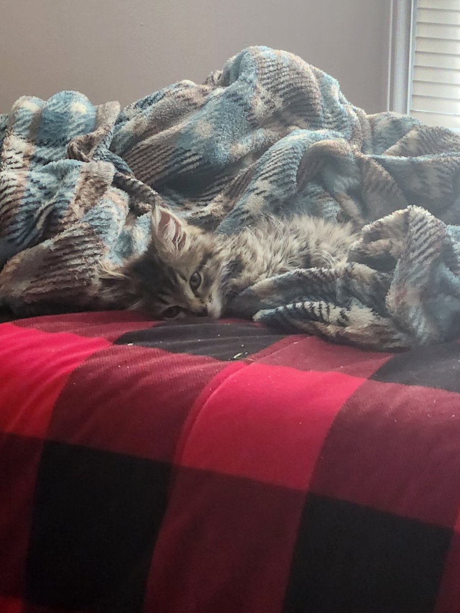 Chocomongl's tweet photo. @PostsOfCats Her name is Runt https://t.co/EJXfRGnlHg