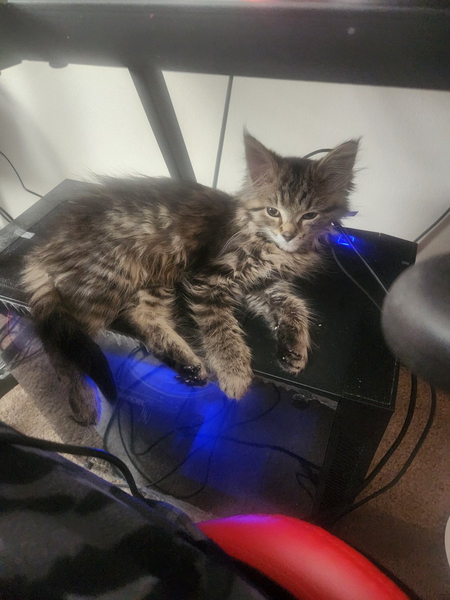 Chocomongl's tweet photo. @PostsOfCats Her name is Runt https://t.co/EJXfRGnlHg