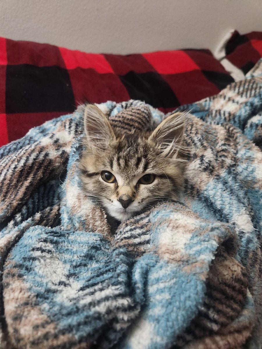 Chocomongl's tweet photo. @PostsOfCats Her name is Runt https://t.co/EJXfRGnlHg