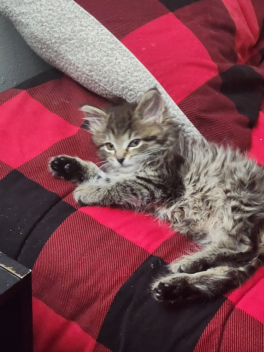 Chocomongl's tweet photo. @PostsOfCats Her name is Runt https://t.co/EJXfRGnlHg