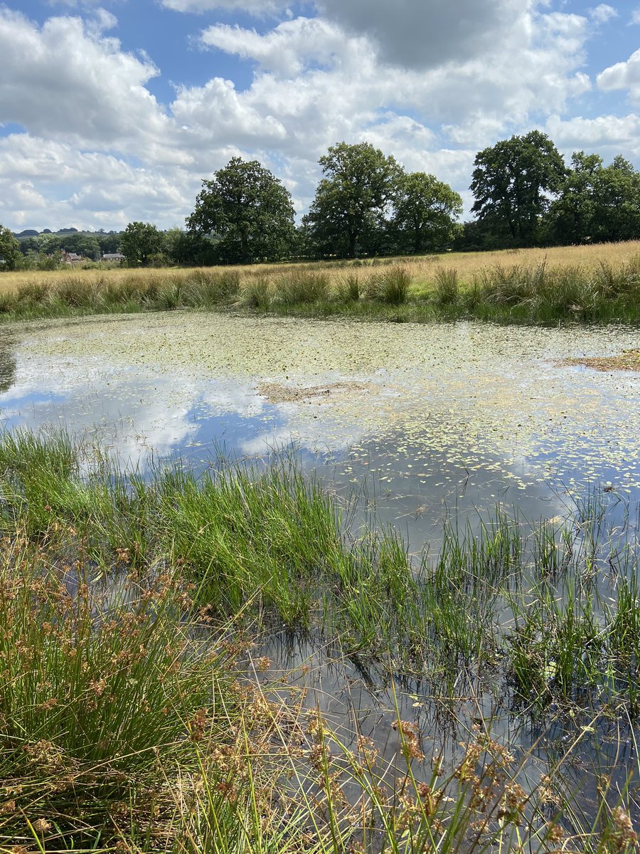 Nick Tribe tweet media