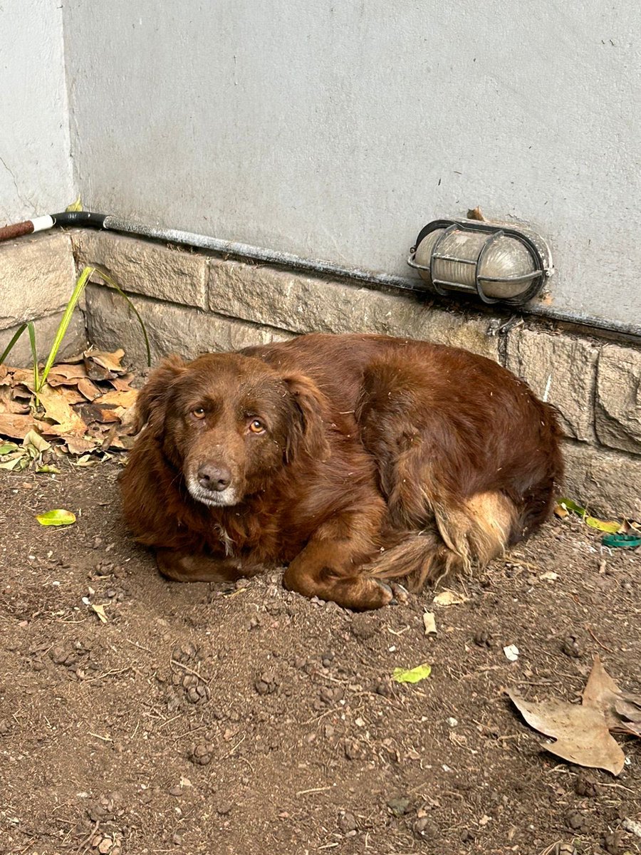 tefibasile's tweet photo. Encontramos este perrito en la esquina de Pueyrredon en el cantero del centro recreativo de la esquina que da a Corrientes. Le dejamos comida y agua. Parece mayor. Si lo pueden difundir les agradecemos mucho así aparece el dueño o alguien que lo pueda tener. https://t.co/wxHw0NwyDN