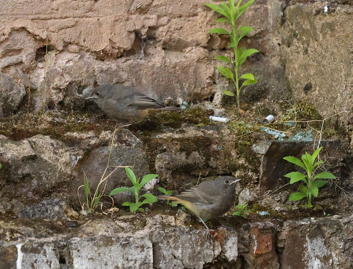 Birmingham city centre this week. I found a whole family of Black Redstarts. (made work more bearable)😀