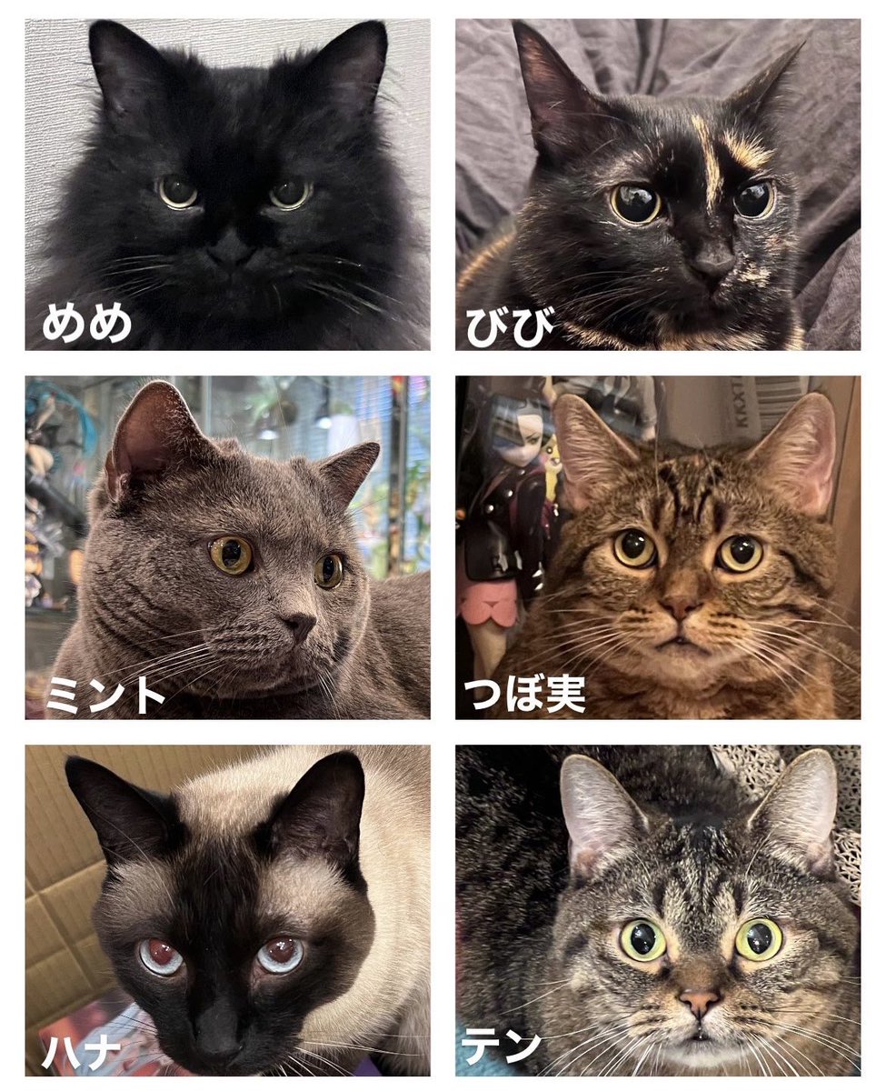 着ぐるみ猫 ソフビ 石黒亜矢子 ばけねこだらけ POP UP ショプ 限定