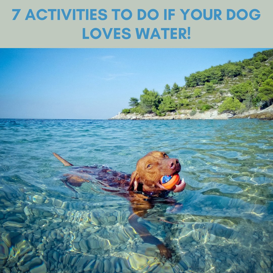 AnimalOrthocare's tweet image. Dive into summer and enjoy the water with your pup! Try these 7 activities to keep them cool and entertained! 🐶🐾🐕️🌊🩵🥎🦴

#wateractivtiesfordogs #summetime #waterfun #waterdog #summertime #swimming #dogswimming #fetch #boatride #retrevalgames #doghealth #funninthesun