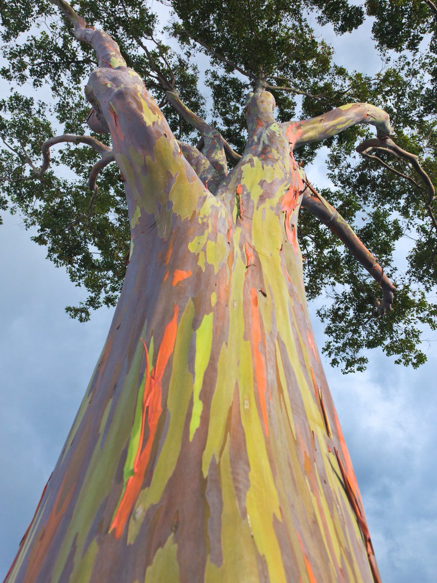 arborday's tweet photo. Introducing: the Rainbow Eucalyptus tree 🌈

This captivating tree displays a vibrant and ever-changing color palette on its bark. It has a unique characteristic where patches of its bark peel off at different times. As the exposed bark ages, it transitions through various colors https://t.co/caPjst8Zss