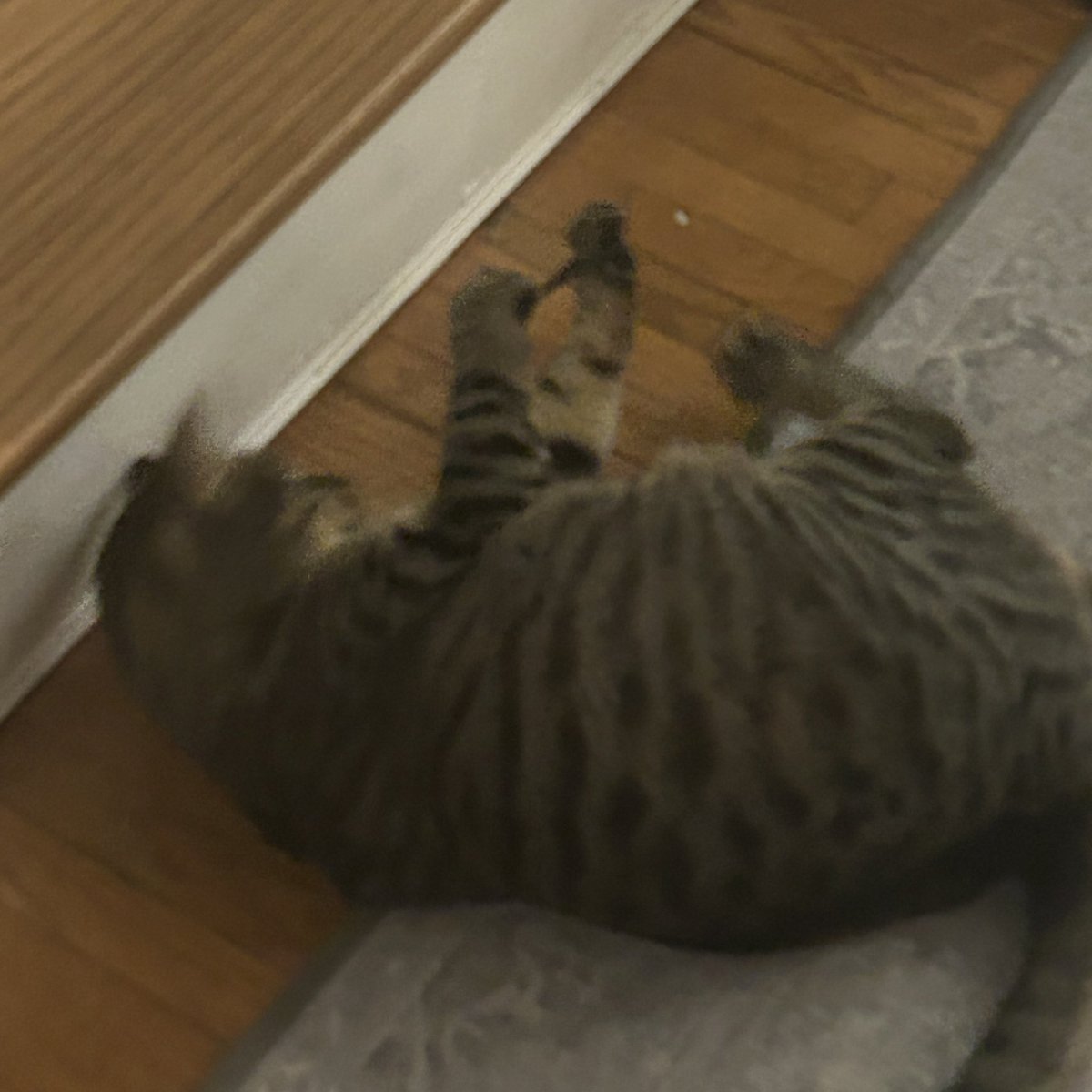 ballinolive420's tweet photo. who needs humans? i’m gonna shoot my own hair ties! #selfsufficient #independentkitten #imnotnaughty #mreow #geniuscat #meowchicouldnever #olive https://t.co/Z23rdA0l38
