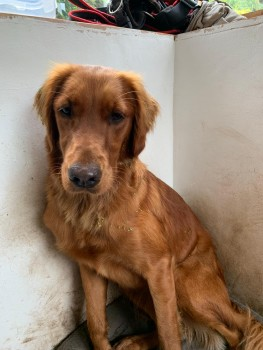 millypod1's tweet photo. 🆘16 JUL 2024 #Lost MOLLY #ScanMe
YOUNG Red Golden Retriever Female
Recently spayed, scar will be visible.
Wytheford Forge #GreatWytheford #Shrewsbury #Shropshire #SY4
https://t.co/bg1hlKxkSb https://t.co/0uVgEWFjNn