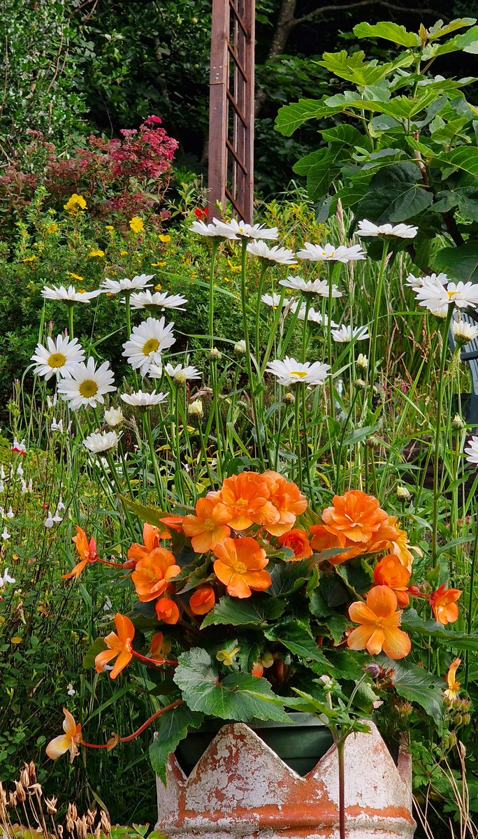 The garden has clearly benefited from the rain &amp; there has been plenty of that 🌧☔️🌧 #GardenersWorld