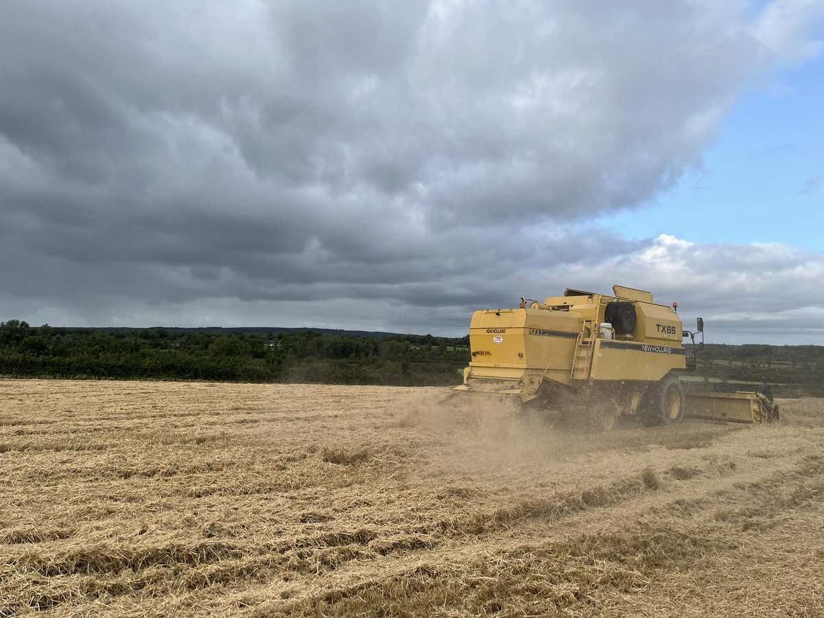 ConallMoore5's tweet photo. Majority of Crops that are chopped are NOT suitable for baling and will be chopped anyway. This is Co.Galway a high straw demand area if I could sell these crops I would. @GrowersGrain @AgrilandIreland @agriculture_ie https://t.co/5mMXt1MeTs