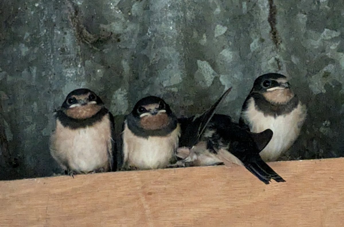 House martins hiding from the weather in <a href="/TotleighBarton/">Arvon Totleigh Barton</a> bin shed