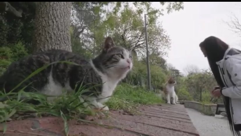 Mama lobisi deyip duruyorlar. Eğer varsa bunu denetlemek, ceza kesmek devletin görevi değil mi?

İnsanın yaptığının cezasını dilsiz hayvanlara kesemezsiniz!

#KüreselOyunuBoz
#KediKöpekKatliamınaDurDe