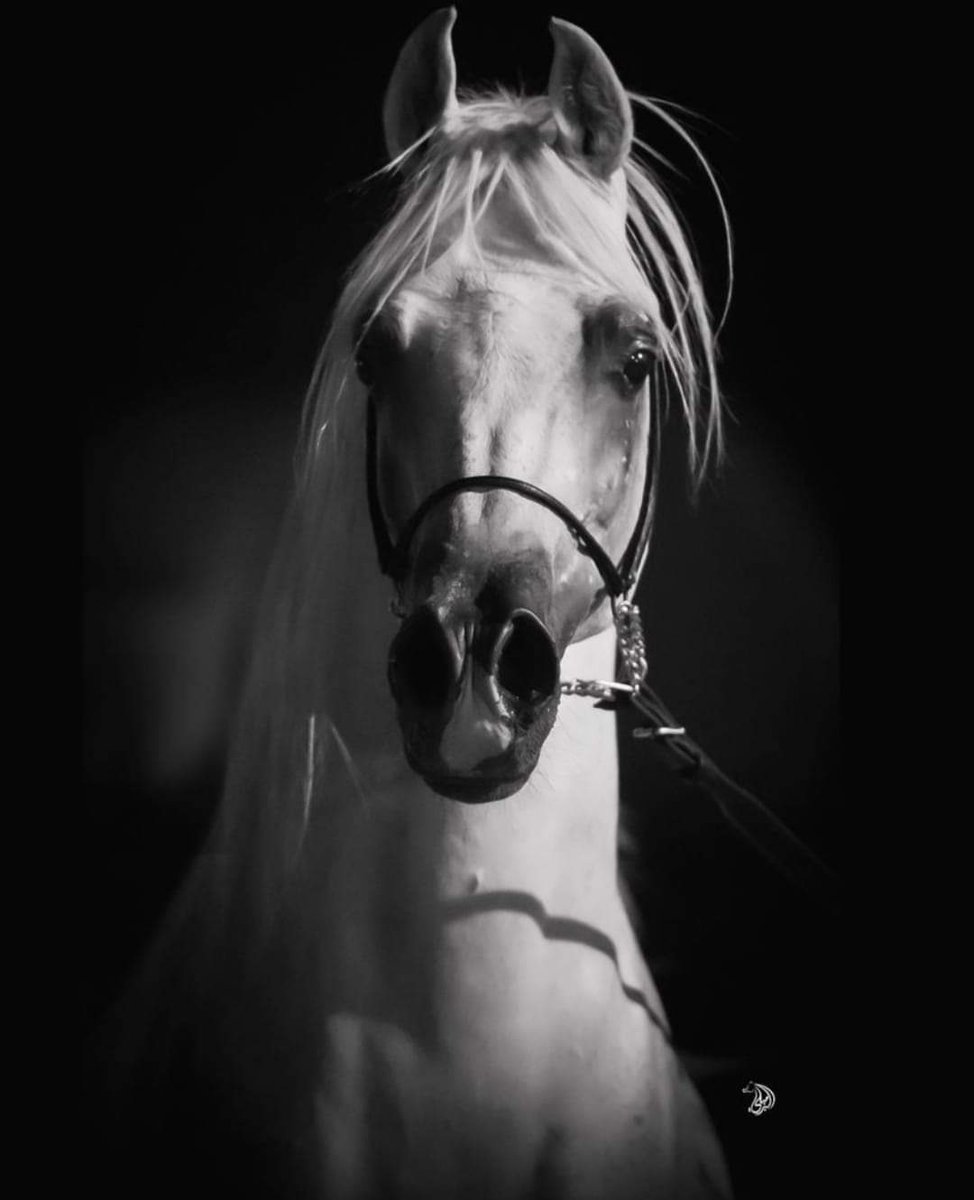 جُرح بظهر الخيل تحت السرج متداري
لا الخيل تشكي و لا الخيال به داري