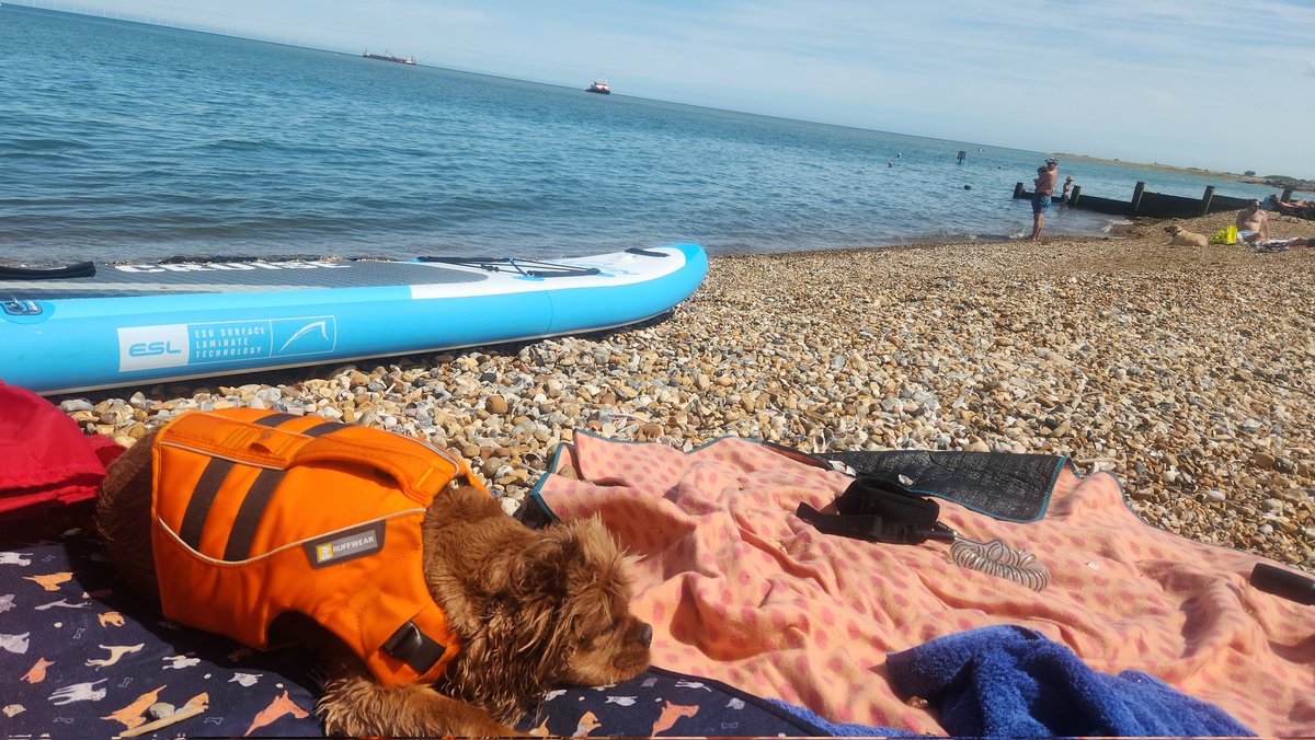 chester_friends's tweet image. #Cavpack Hi 👋 hope everyone is having a pawsome weekend. #SurferDudeChes has been paddleboarding. Even managed to get #SillyMummy on board 🤣🤣🤣. #Tankerton #PupsOnSups
