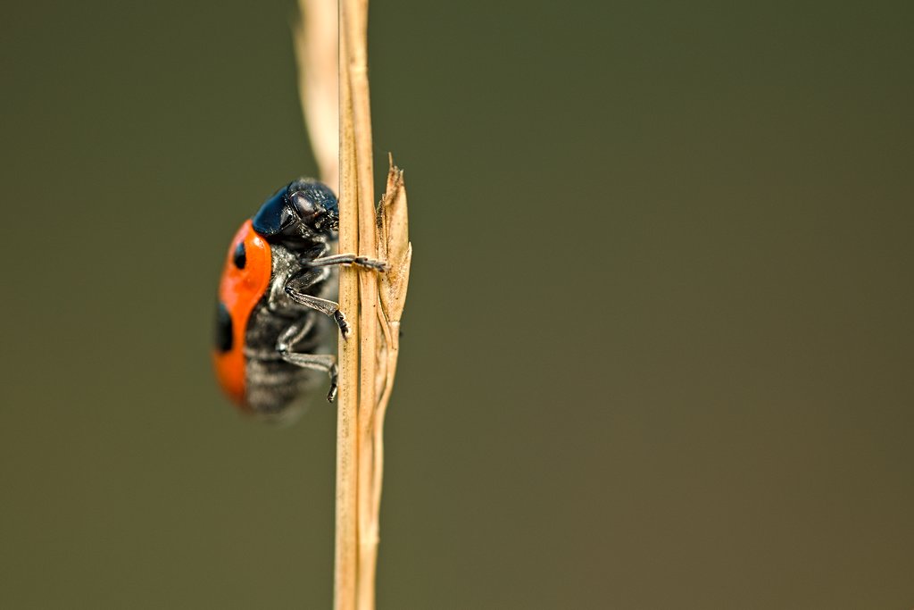 #beetle #species #insect #macro #closeup #photography #photo #fotografia #insects #nature #natura #naturebeauty