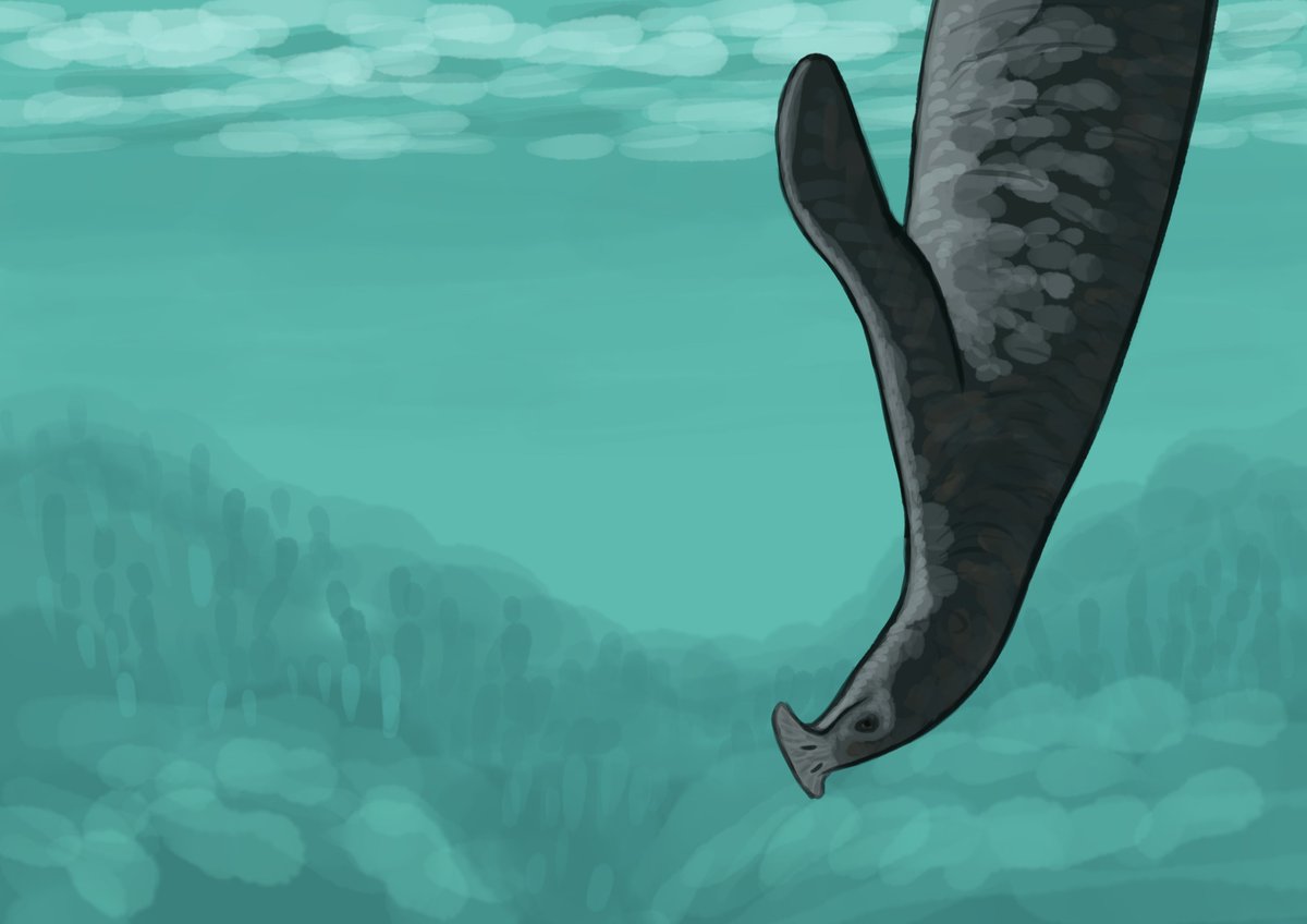 aberrantologist's tweet photo. Doodles from yesterday's #paleostream featuring Morturneria, Atopodentatus, Comptonatus, and Trigonosaurus. https://t.co/FCzSzVfsXU