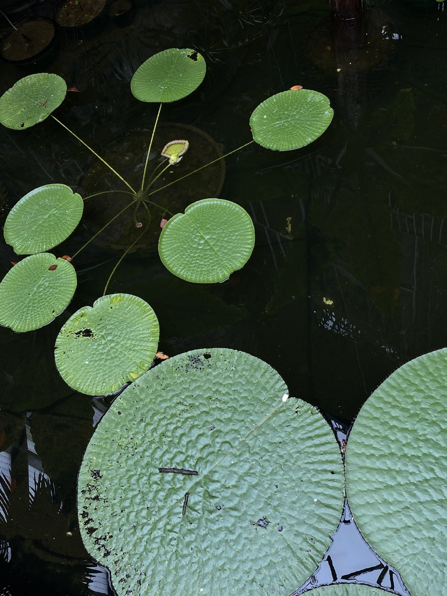 Elcolmo77's tweet photo. Jardín botánico ~ Bogota https://t.co/2JBMJo5vVb