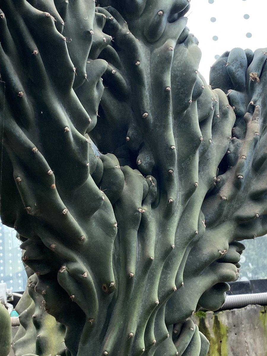 Elcolmo77's tweet photo. Jardín botánico ~ Bogota https://t.co/2JBMJo5vVb