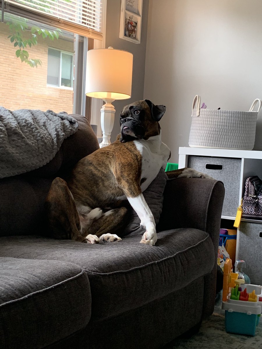 Max the Boxer tweet media