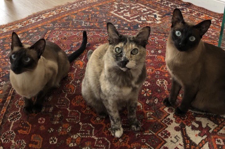 frances quinn tweet media