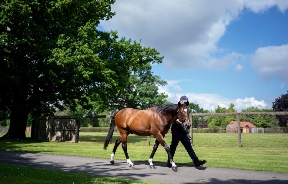 An important win for Meon Valley homebred Mistral Star in the Listed Ric And Mary Hambro Aphrodite Fillies' Stakes at Newmarket.

The four-year-old is by Frankel (pictured) and out of Shirocco's daughter Shirocco Star, dam also of Al Suhail, Telecaster and Starcaster.