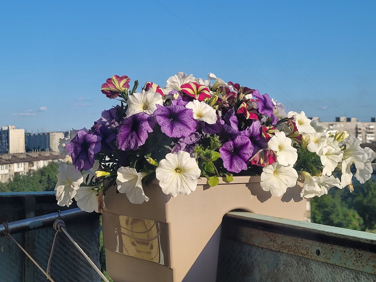 Тэфия tweet media