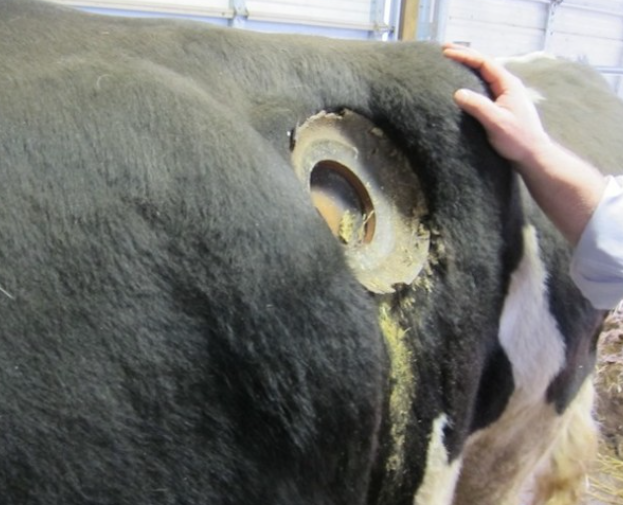 PetDragonNFTs's tweet photo. The issue is our cows are poisoned by eating #FeedCorn that is drenched in glyphosate and deemed not fit for human consumption.
Feed corn creates ebola in the stomachs of cows -GRASS DOES NOT - and many of them have to have that shit sucked out before they are slaughtered. https://t.co/9U7xWqk9SQ