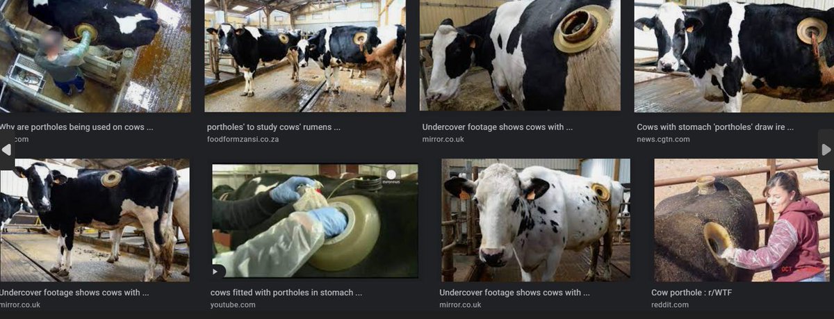 PetDragonNFTs's tweet photo. The issue is our cows are poisoned by eating #FeedCorn that is drenched in glyphosate and deemed not fit for human consumption.
Feed corn creates ebola in the stomachs of cows -GRASS DOES NOT - and many of them have to have that shit sucked out before they are slaughtered. https://t.co/9U7xWqk9SQ
