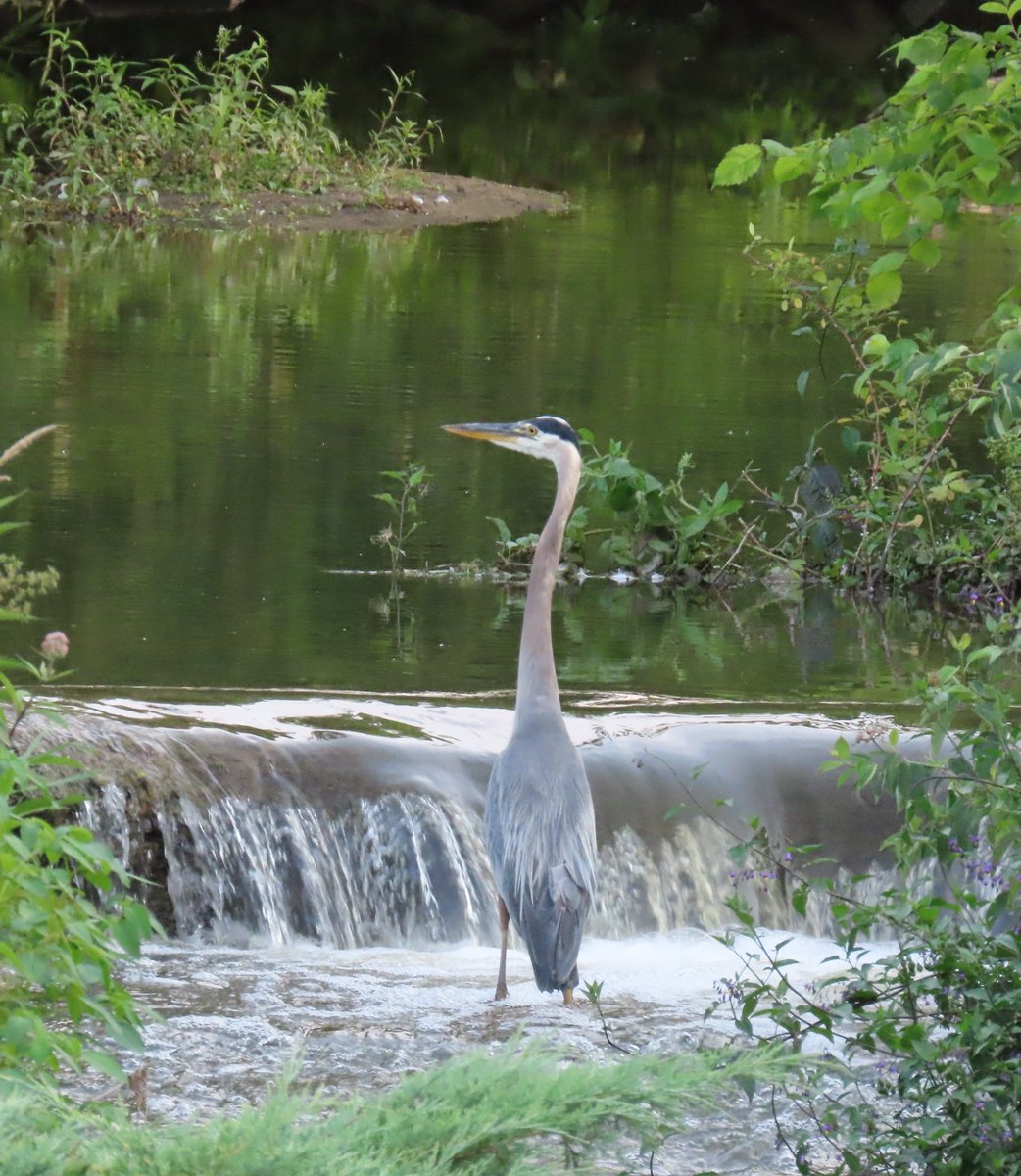 PLKlein_Author's tweet photo. "A smart person knows what to say. A wise person knows whether or not to say it." ~ #Unknown #thinkingotloud #quickquotes #SaturdayMotivation #ThinkBIGSundayWithMarsha #Smart #Wise #WhatToSay https://t.co/Hs7IE1se0J