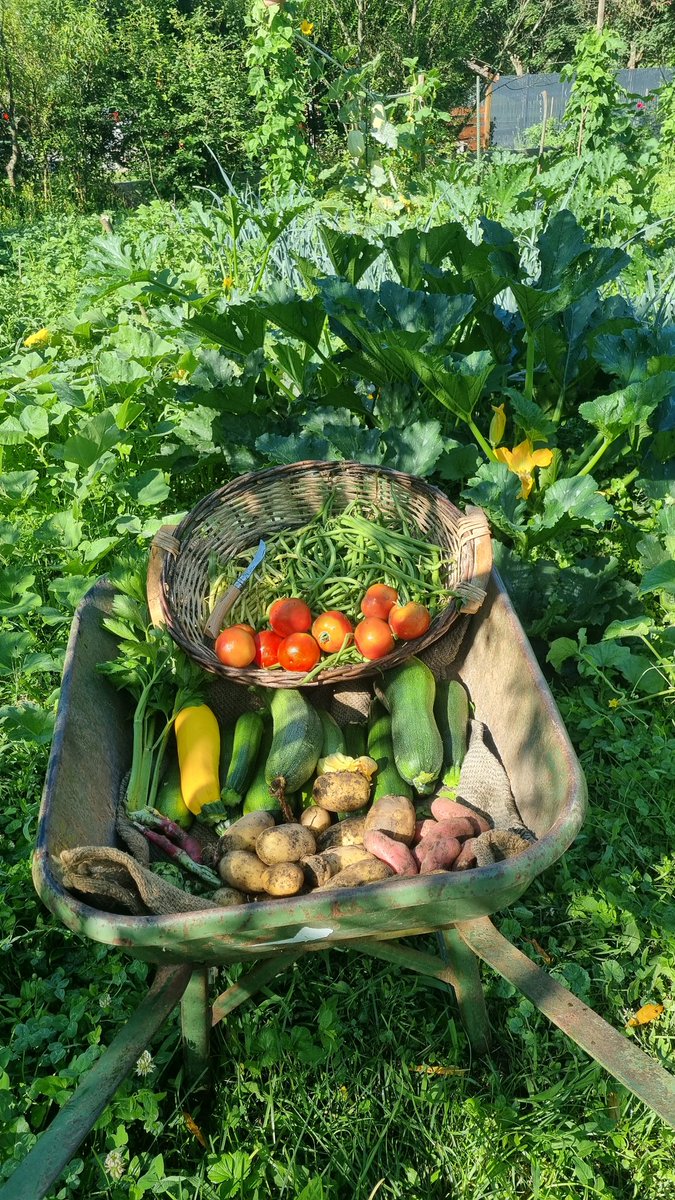 lebot73's tweet photo. Petite récolte du jour.
#jardin #fleur #maurienne #savoie #courgette #nature #tomates #navets https://t.co/vvboHqDMWd