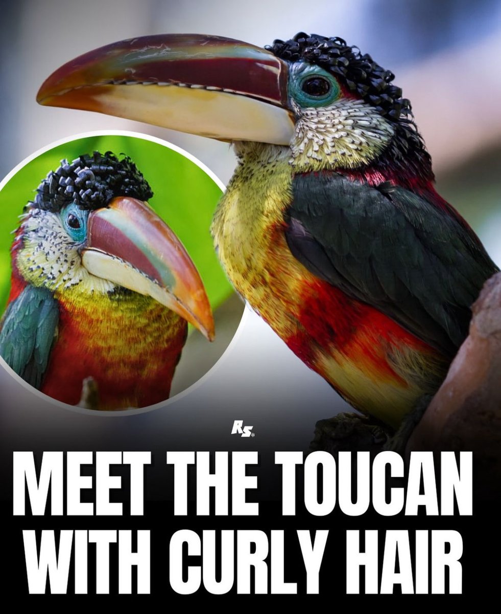 mariolopezviva's tweet photo. A bird with a Jerry Curl? Yes that’s wassup… https://t.co/FkbIQKByG1