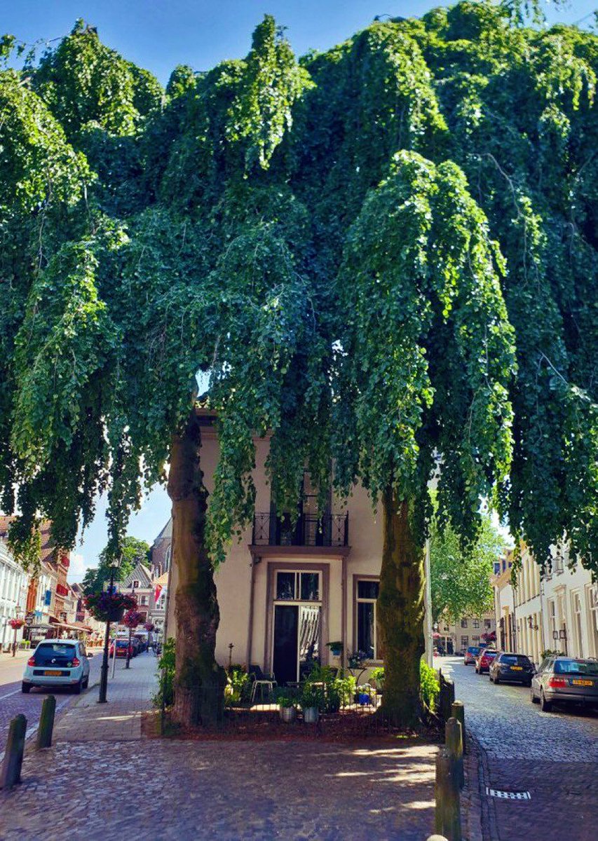 Un simple árbol tiene el poder de enfriamiento de 10 acondicionadores de aire; absorbe 150 kg de CO2 y nos hace más felices.

Una calle sin árboles es una calle incompleta.