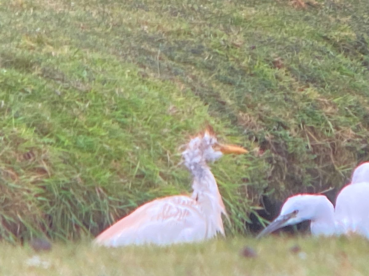 tuffu74's tweet photo. a good new moth for me , Chevron in the garden trap today plus a Phoenix which is pretty uncommon here . 
Bonus Cattle Egret with punk hair-do on my local patch . not uncommon now , just the first i’ve seen here https://t.co/VCvX9TrEHl