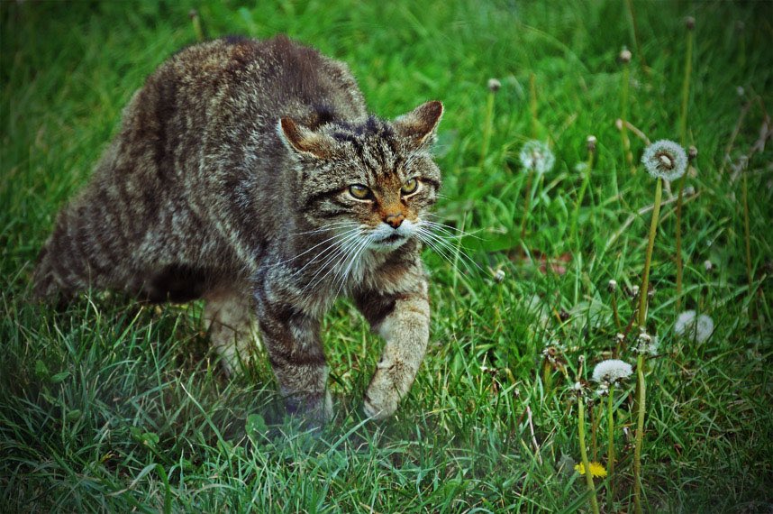 ZZ0MBlEZ's tweet photo. Listen listen, Tigerstar wasn’t a normal cat, he was a Scottish wildcat https://t.co/4kfaQ7ZDrB