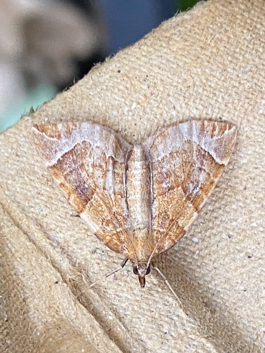 tuffu74's tweet photo. a good new moth for me , Chevron in the garden trap today plus a Phoenix which is pretty uncommon here . 
Bonus Cattle Egret with punk hair-do on my local patch . not uncommon now , just the first i’ve seen here https://t.co/VCvX9TrEHl