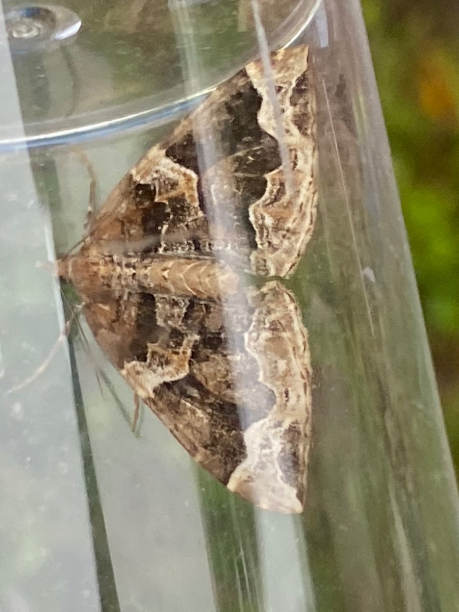 tuffu74's tweet photo. a good new moth for me , Chevron in the garden trap today plus a Phoenix which is pretty uncommon here . 
Bonus Cattle Egret with punk hair-do on my local patch . not uncommon now , just the first i’ve seen here https://t.co/VCvX9TrEHl