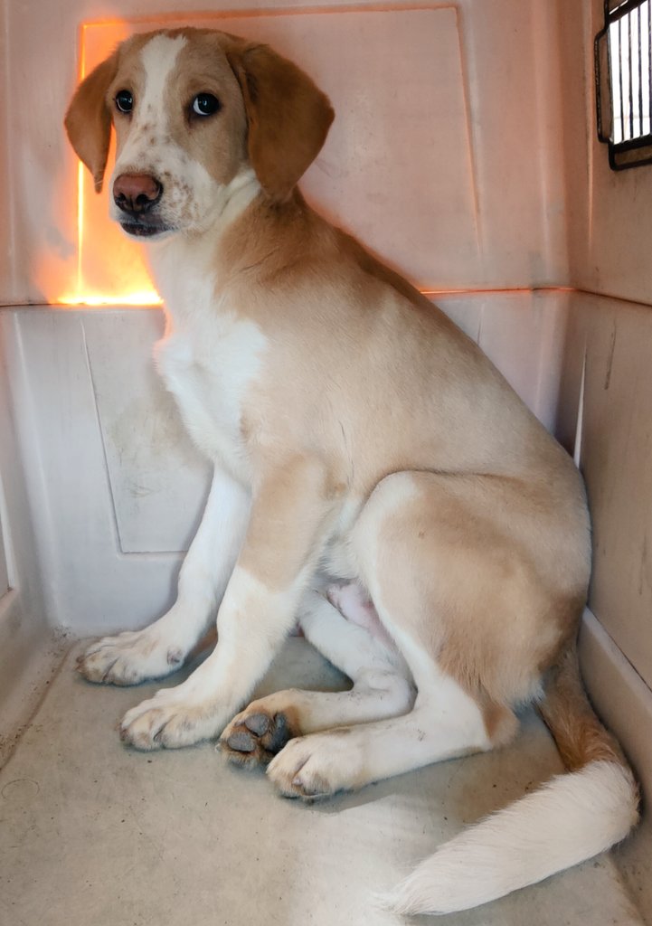 rommyb's tweet image. PRECIOSO BUSCA SER ADOPTADO
6 meses, mediano (sí, se ve grande en foto, pero es mediano), con vacunas. Vasco es un hermoso cachorro que busca cariño, juegos y libertad 😿 Puedes adoptarlo, dar RT o apoyar con alimentos para él y sus compas 🌞 🙏 al Plin 975096690 o Yape 994352469