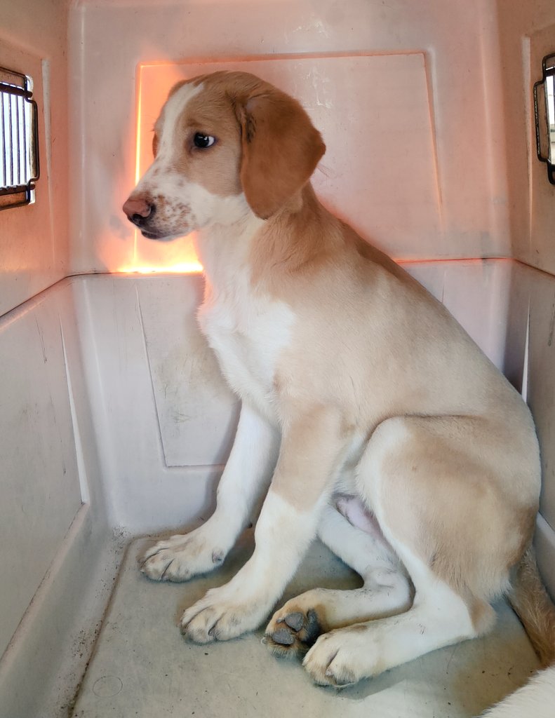 rommyb's tweet image. PRECIOSO BUSCA SER ADOPTADO
6 meses, mediano (sí, se ve grande en foto, pero es mediano), con vacunas. Vasco es un hermoso cachorro que busca cariño, juegos y libertad 😿 Puedes adoptarlo, dar RT o apoyar con alimentos para él y sus compas 🌞 🙏 al Plin 975096690 o Yape 994352469