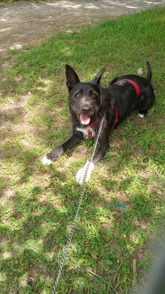Christopherdrh's tweet photo. Pepper loves her forest walks. #doggo https://t.co/JhgpaGTCvY