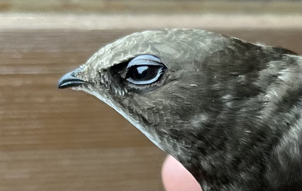 Mark Cutts (@slashercutts) on Twitter photo Common Swift is my 63rd species in #culverwell. Thank you to <a href="/SueMurphy60/">Sue Murphy</a> for putting in the effort <a href="/PortlandBirdObs/">Portland Bird Observatory</a> Common Swift is my 63rd species in #culverwell. Thank you to <a href="/SueMurphy60/">Sue Murphy</a> for putting in the effort <a href="/PortlandBirdObs/">Portland Bird Observatory</a>