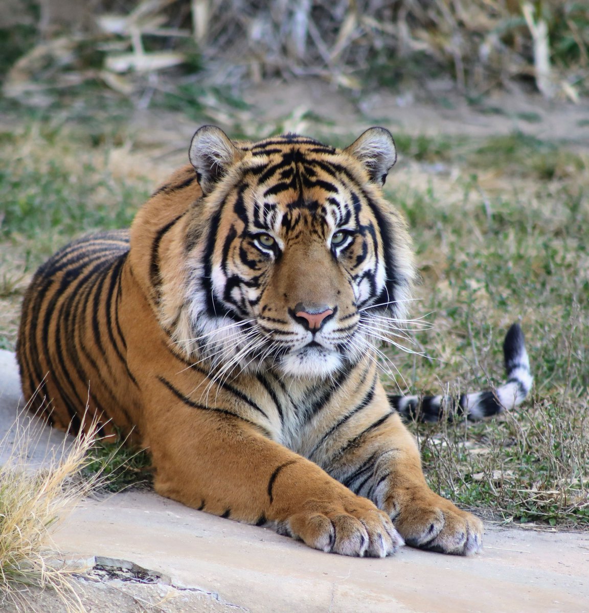 SanAntonioZoo's tweet photo. We're nominated for Best Zoo at @Newsweek! Help us win by voting at the link here: https://t.co/yYSEC4Tg0v #bestzoo #readerschoice #sazoo https://t.co/kOmJm8D6YE