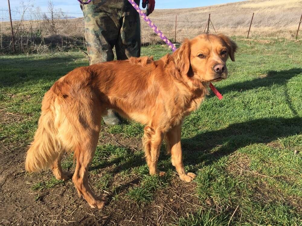 🪙PÍO🪙

Cruce Bretón. Muy buen perro; pasea muy bien con la correa; sabe cómo comportarse en una casa.
Nunca ha conocido el verdadero amor

Con una necesidad muy importante q cubrir: q le amen, jueguen cn él y le hagan sentirse feliz
Protectora Huellas #Ávila
685 84 00 66 Isabel