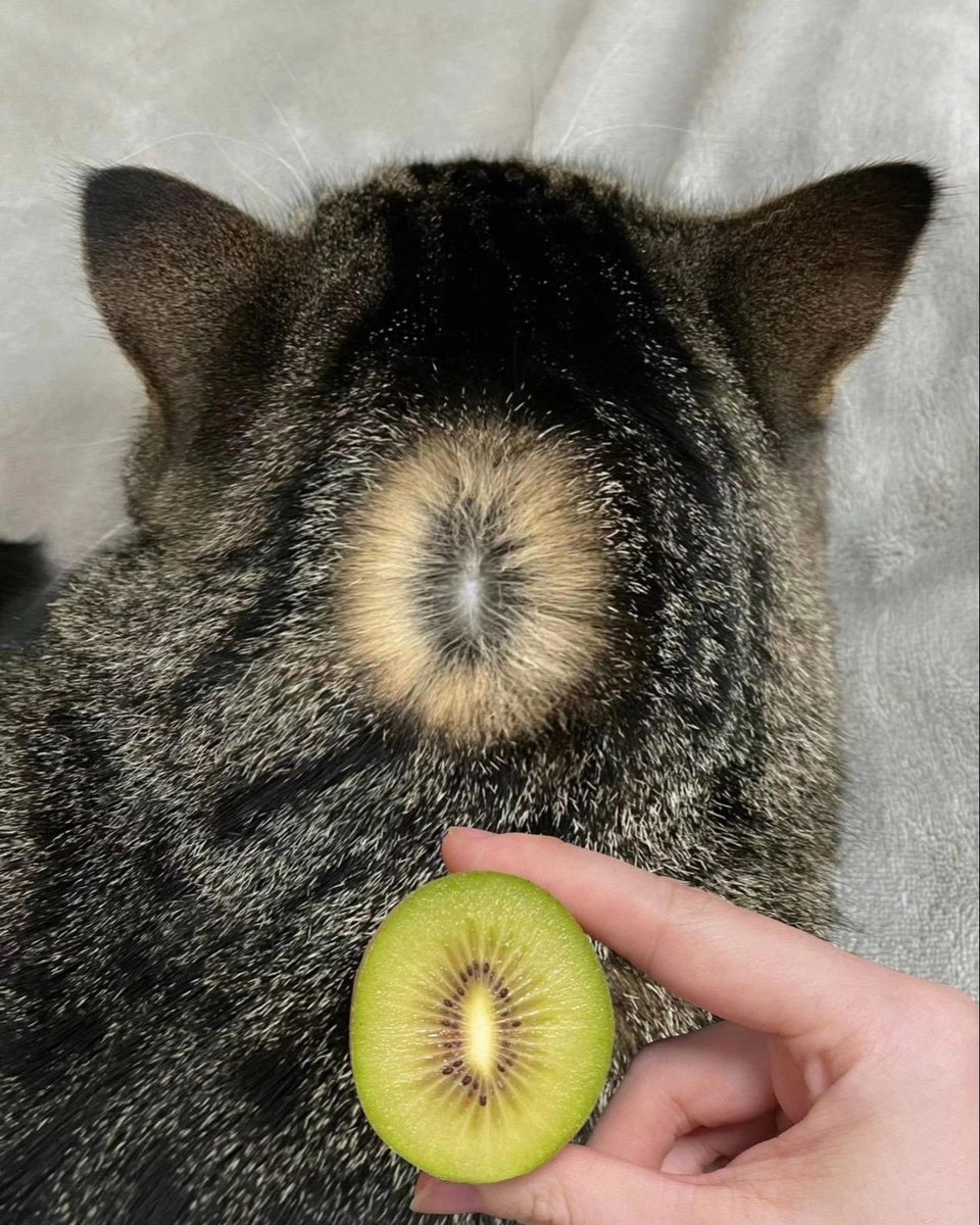 Punch Cat tweet media