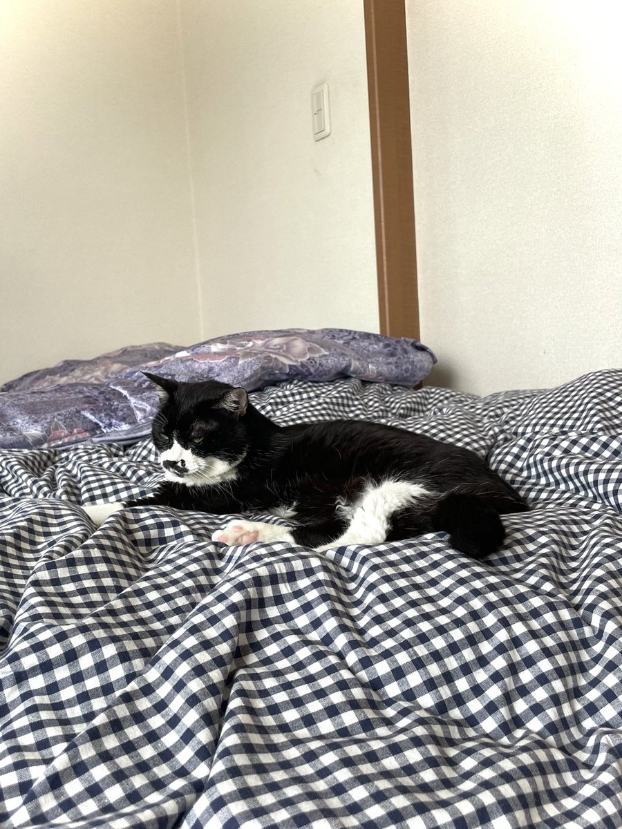 mayu20050211's tweet photo. くぅたんは…(*ﾟｰﾟ*)羽布団に埋まってるだけで、「ネコとしての仕事」をperfectに果たしてくれてると言えます･:*+.:\((￣ ￣))/.:+*:･素晴らしい
#ねこ #猫 #ネコ #クロにゃん #くぅちゃん #くぅたん #くぅ太郎 #姫 https://t.co/le8JzhtljA