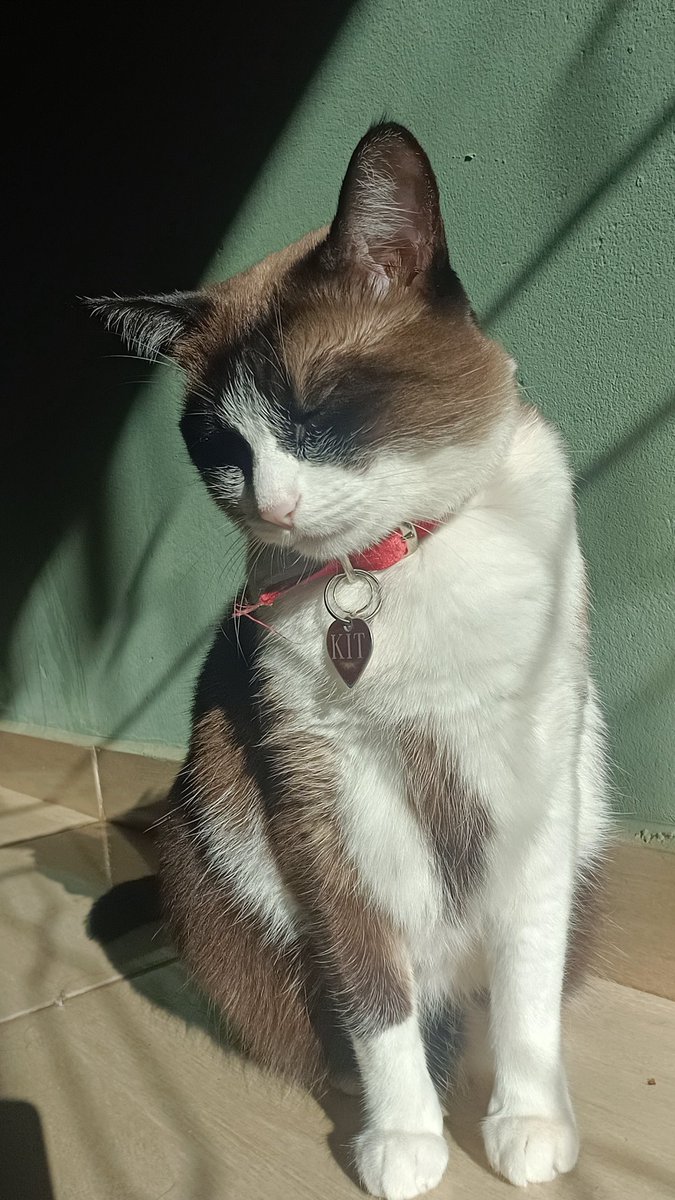 TalvezSejaJe's tweet photo. @goreedepressao Parabéns amigo 🥰🐱 https://t.co/EgQo1W9YDc