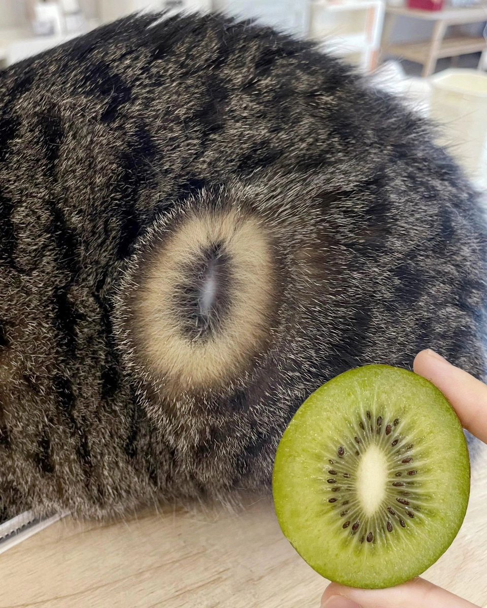 Punch Cat tweet media
